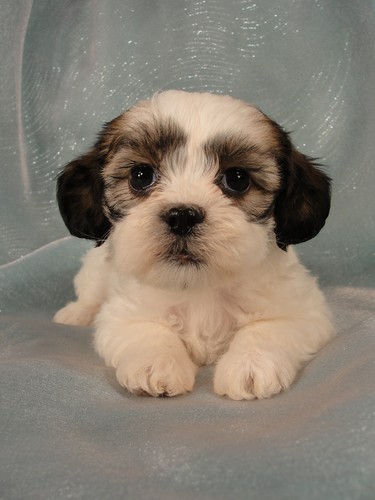 Female Lhasa Bichon Puppy for Sale #20 DOB 5-1-11